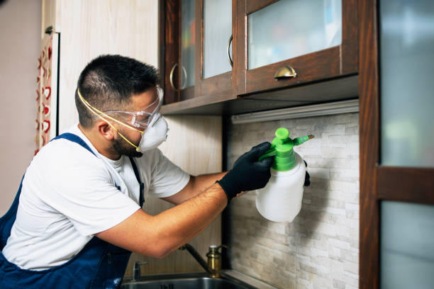 Best Termite Control Services  in Knollwood, IL