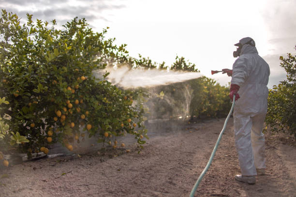 Best Affordable Pest Control Services  in Knollwood, IL