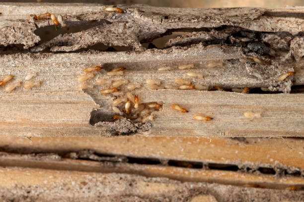 Best Bed Bug Extermination  in Knollwood, IL