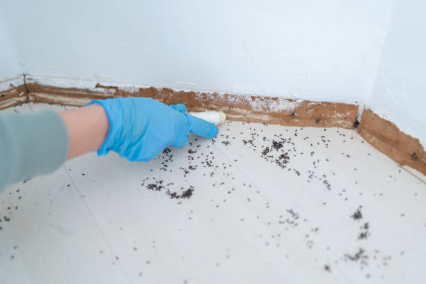 Professional Pest Control in Knollwood, IL